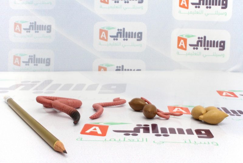 دورة حياة دودة الأرض